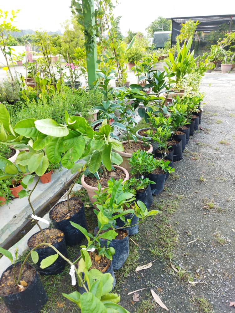 plant image