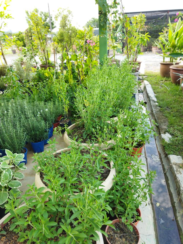 plant image