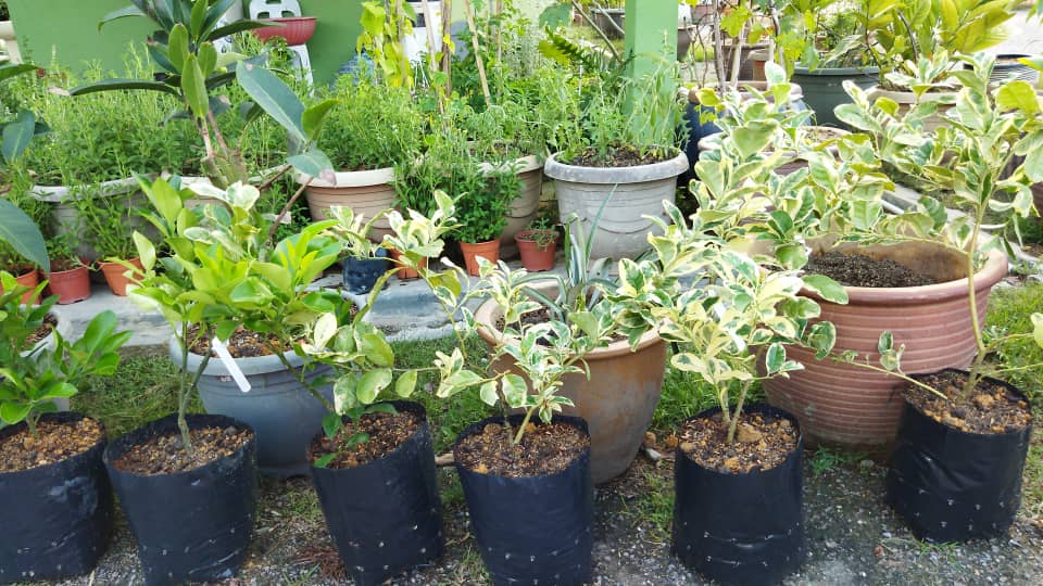 plant image
