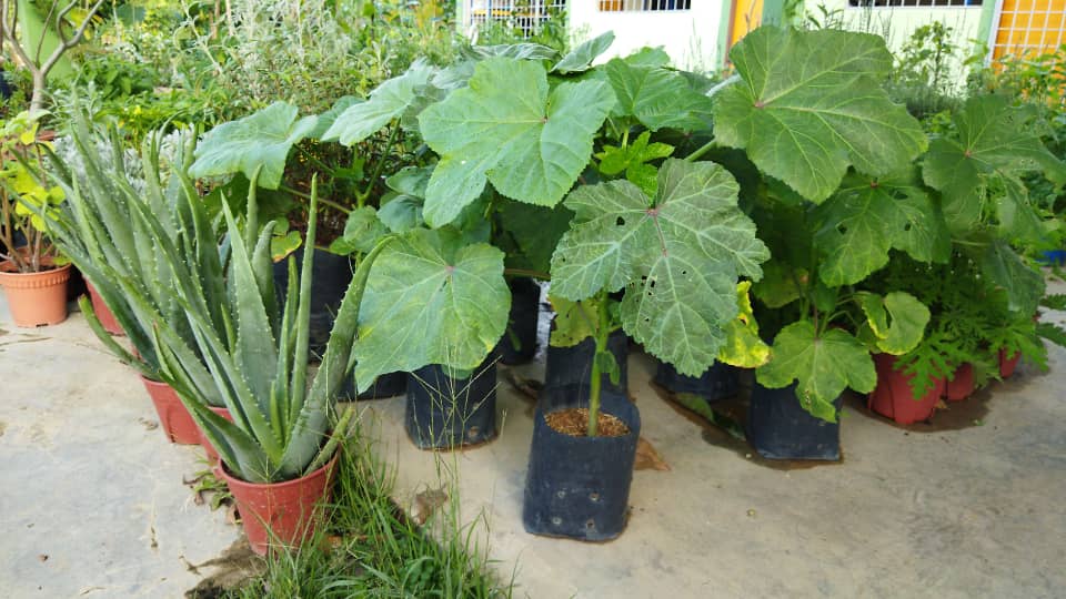 plant image