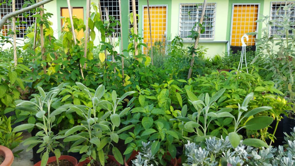 plant image