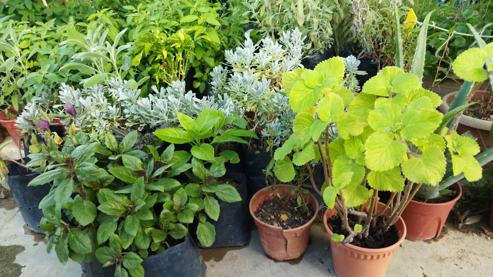 plant image
