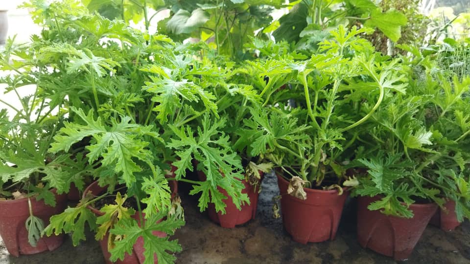 plant image