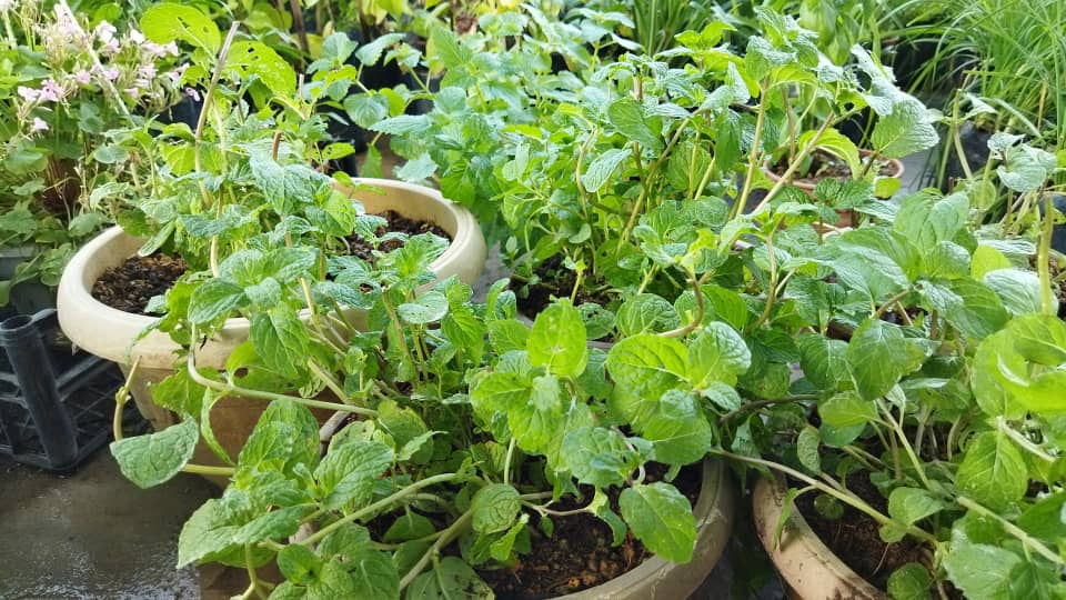 plant image