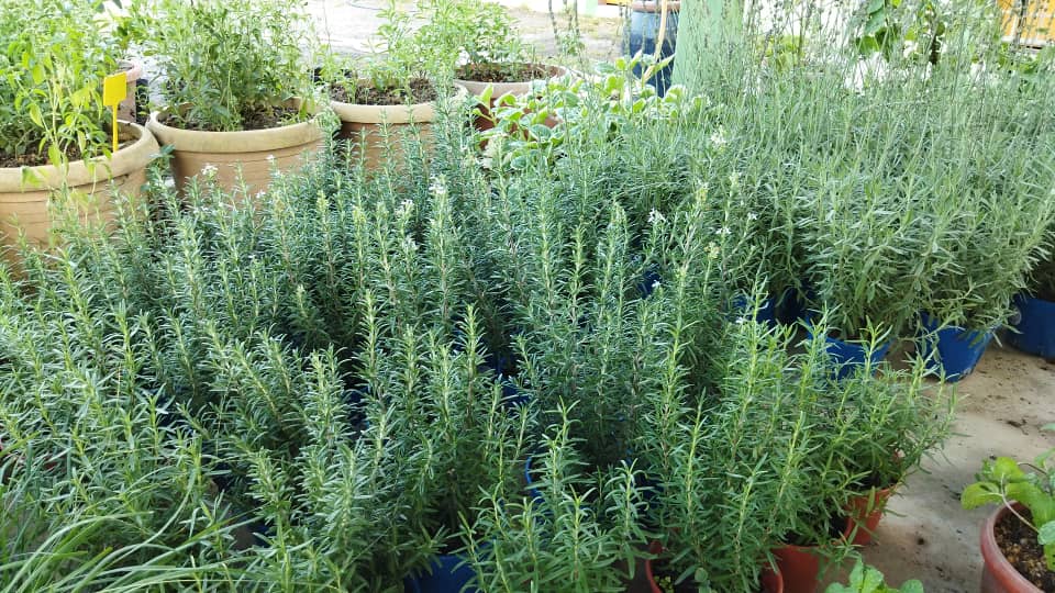 plant image