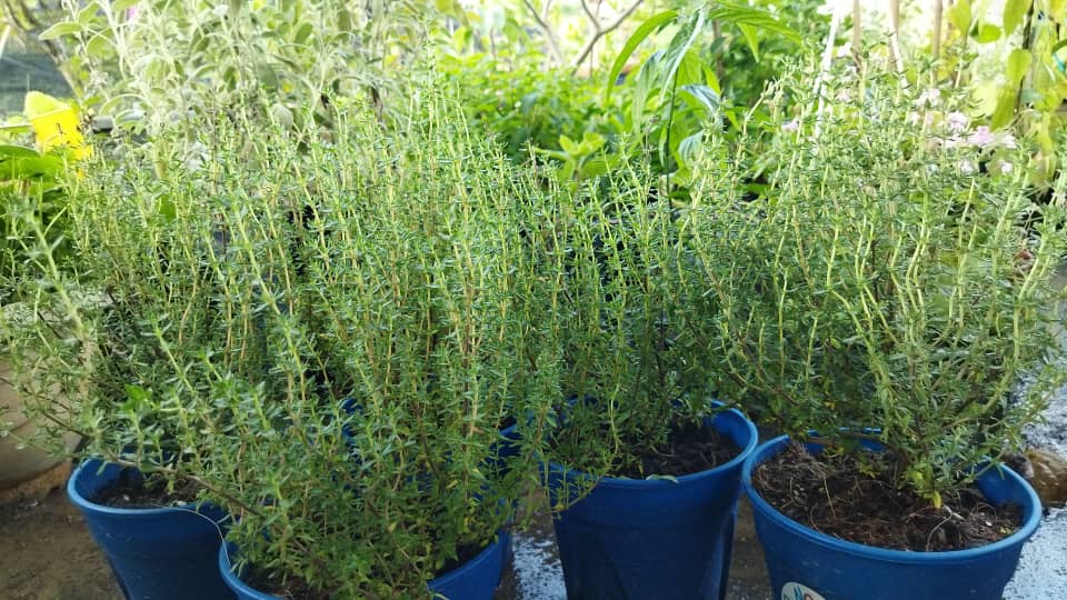 plant image