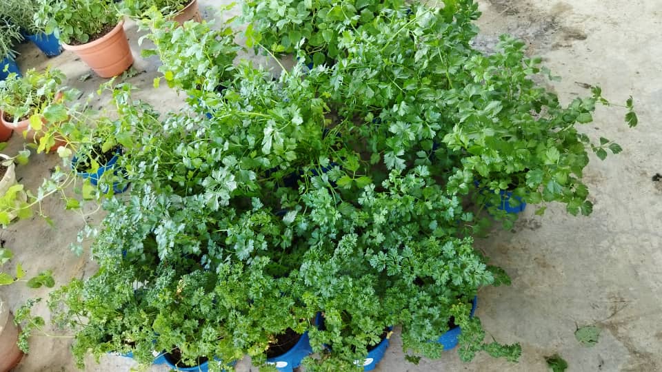 plant image