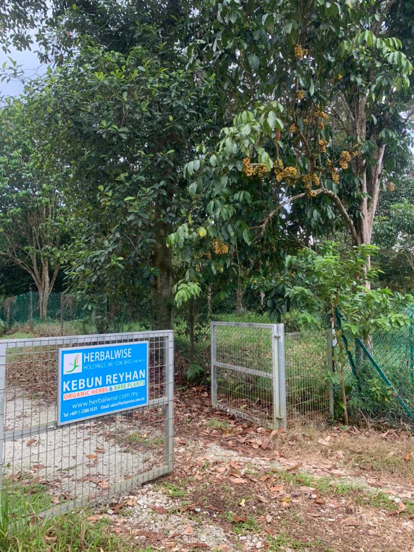 kebun reyhan garden