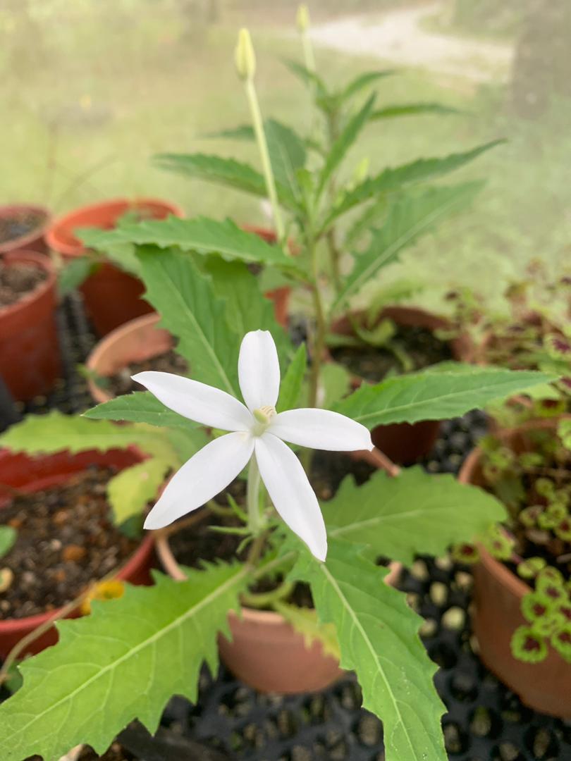 plant image