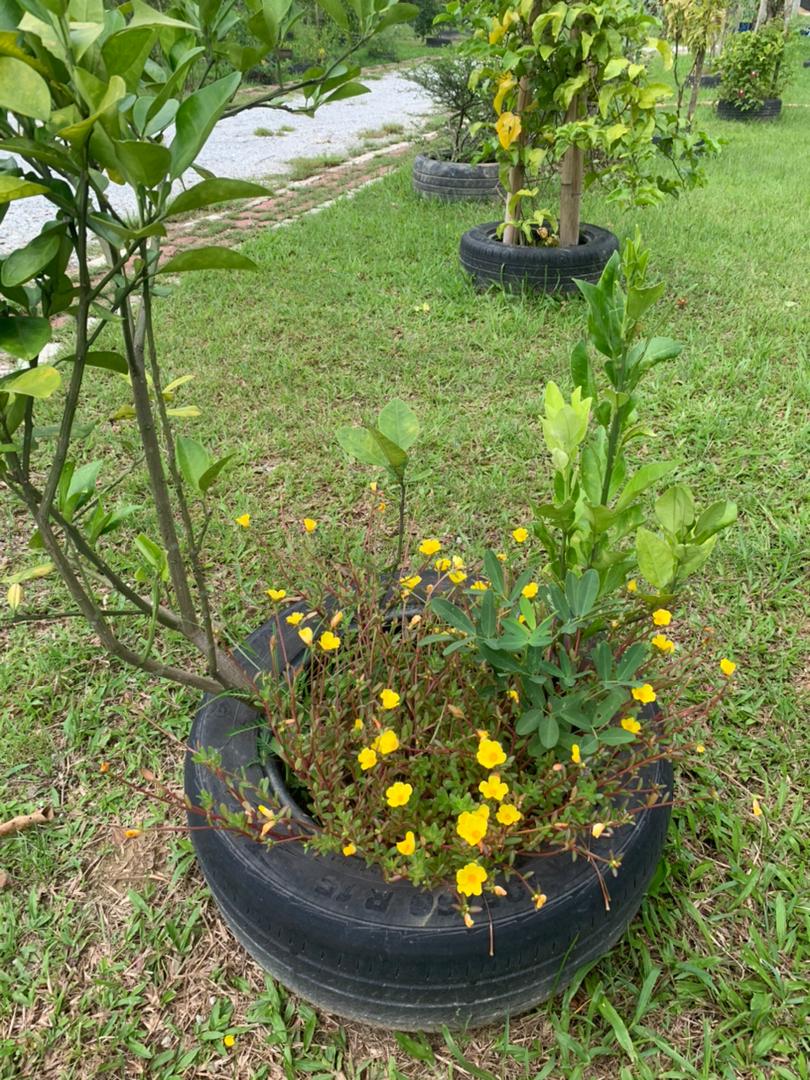 plant image