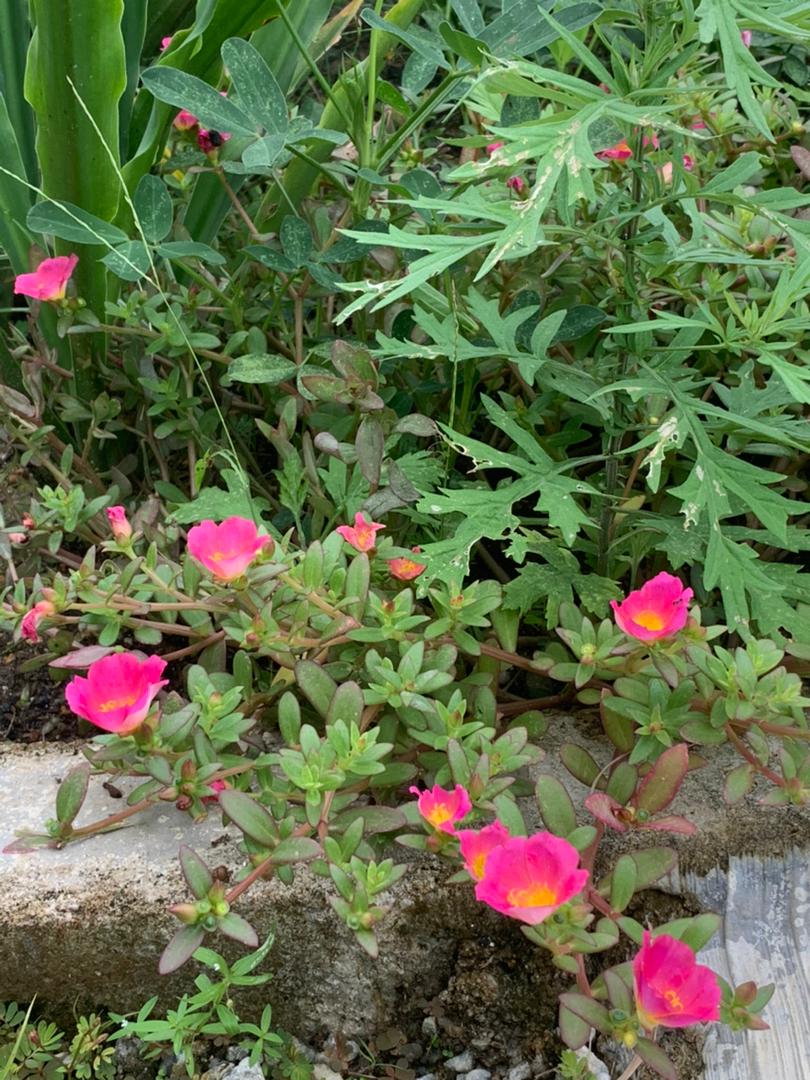 plant image