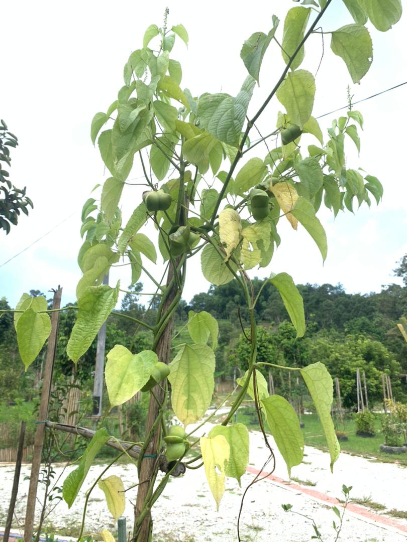 plant image