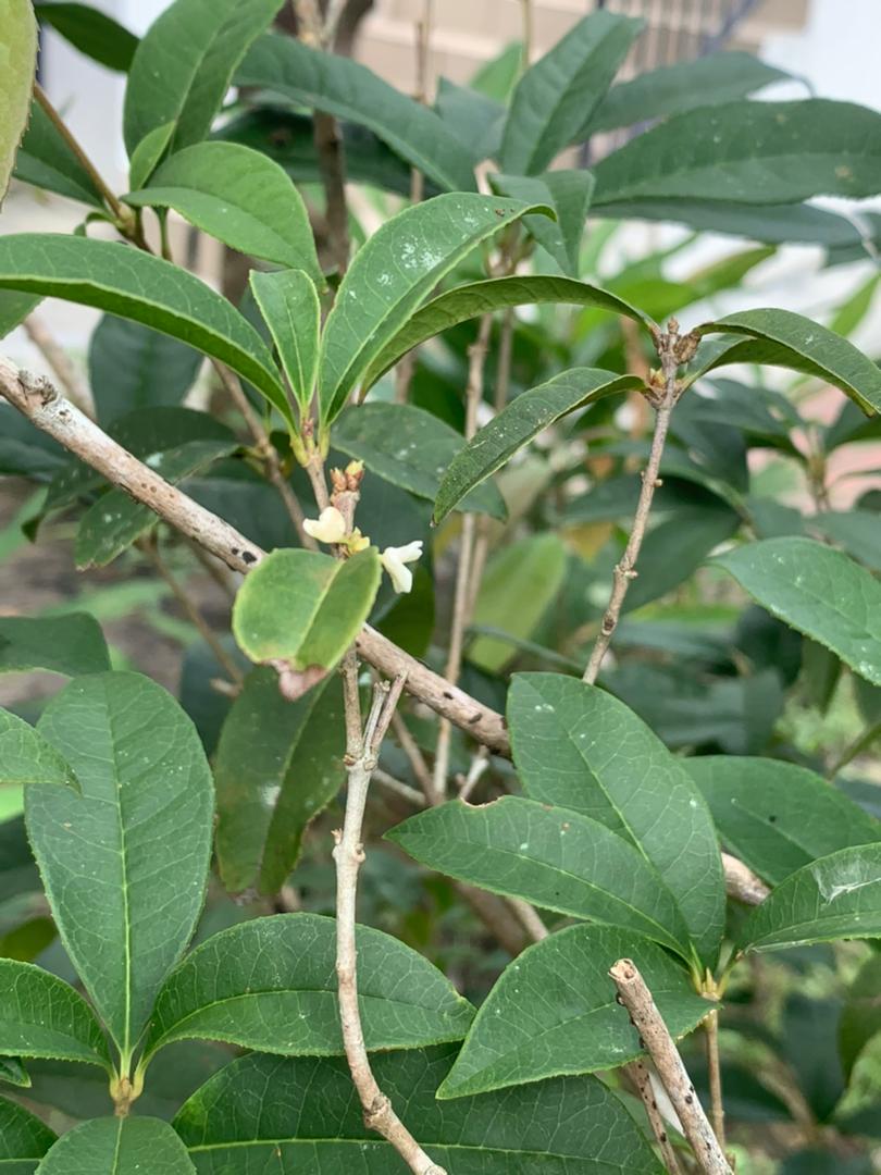 plant image