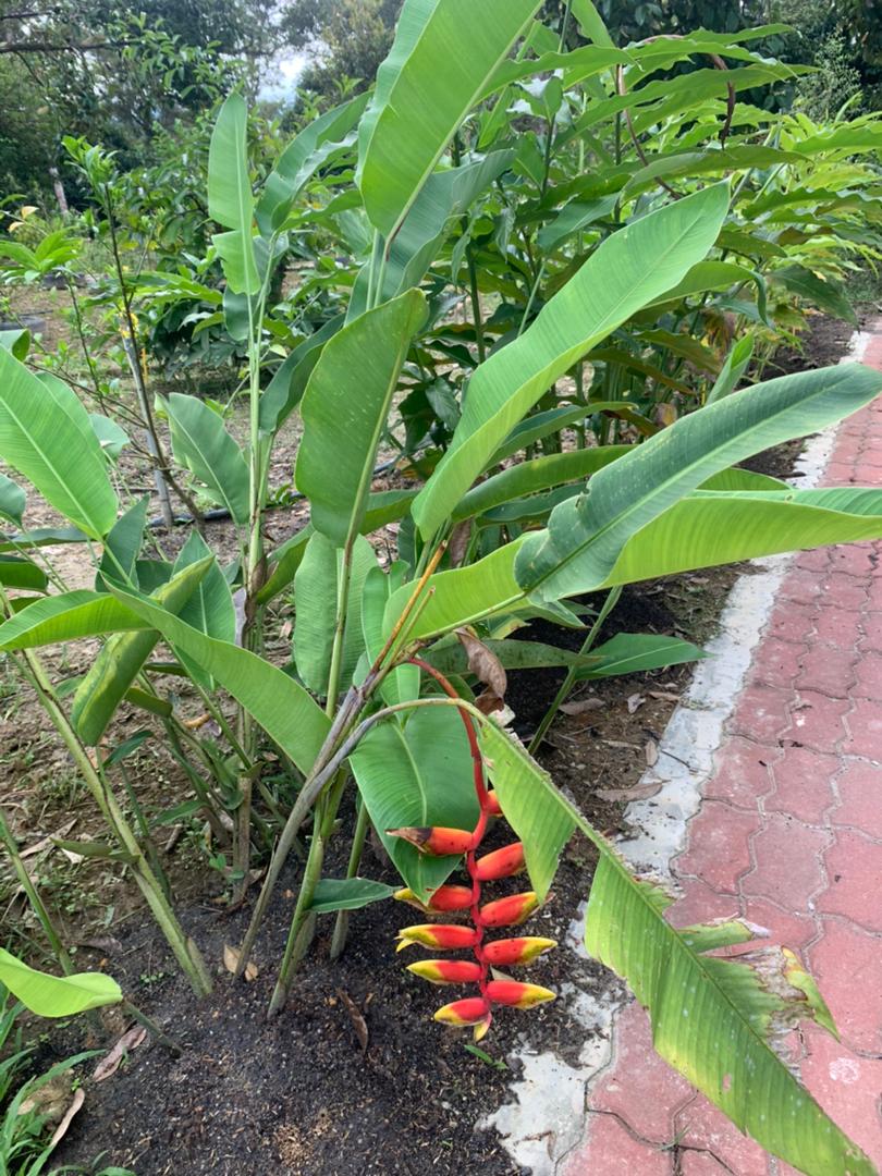 plant image