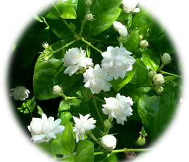 flower image