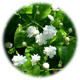 flower image