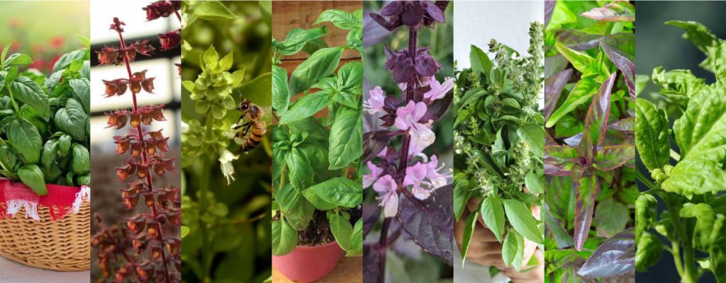 basil-banner basil banner