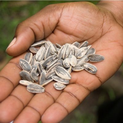 seeds