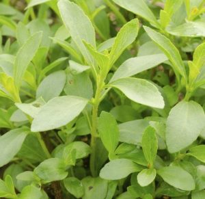 stevia-1